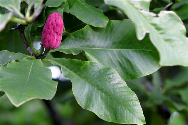 Umbrella Magnolia tree berry